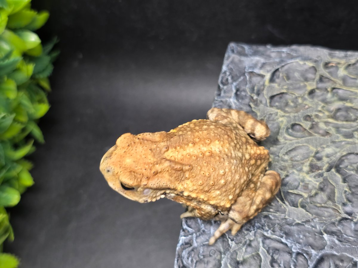 10 ミヤコヒキガエル 6cm 唇の形に特徴ある子 大東島産 | ワガママな