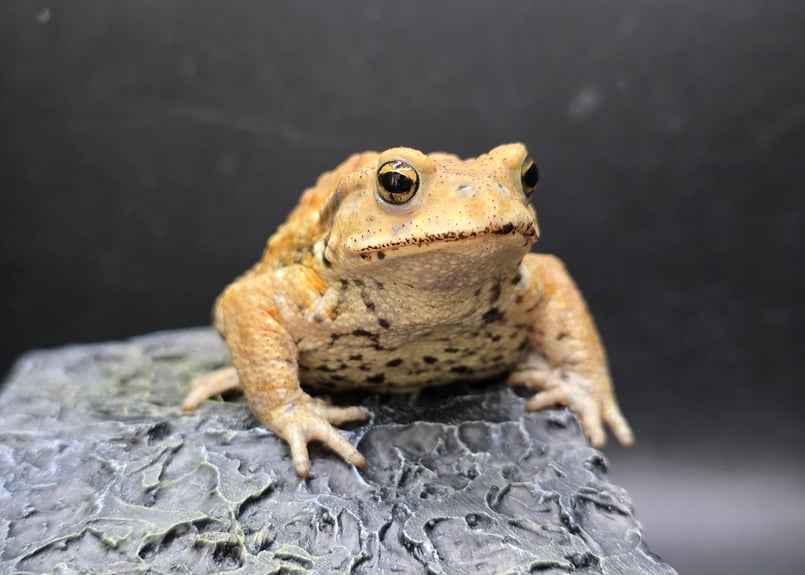 17 ミヤコヒキガエル 7cm 脱皮予定の黒ひげでへの字口に見えちゃうオス