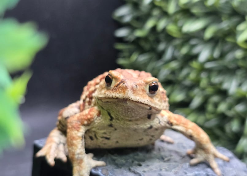 3 ミヤコヒキガエル 8cm メス 大東島産 | ワガママなガマママ