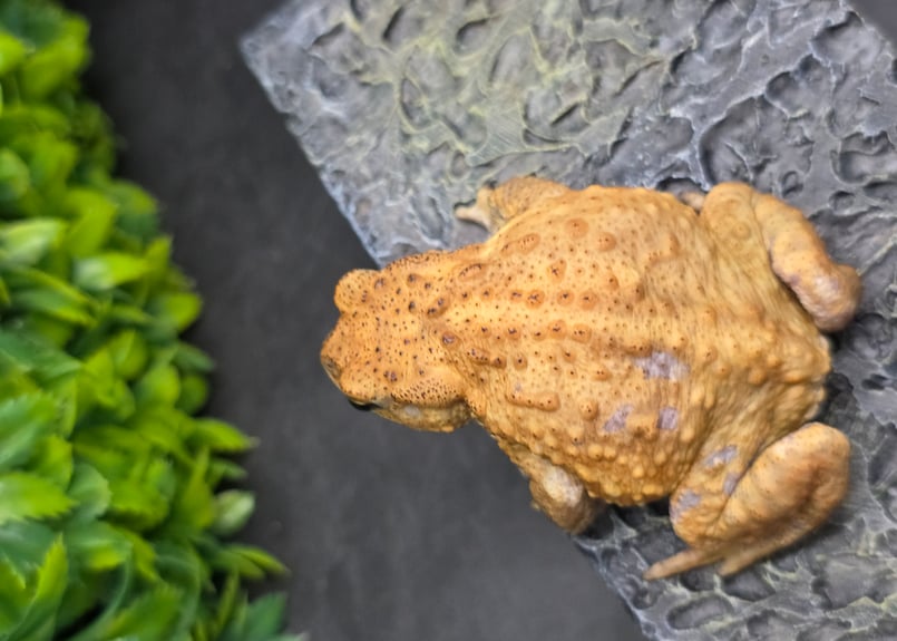 12 ミヤコヒキガエル 6.5cm オス 大東島産 | ワガママなガマママ