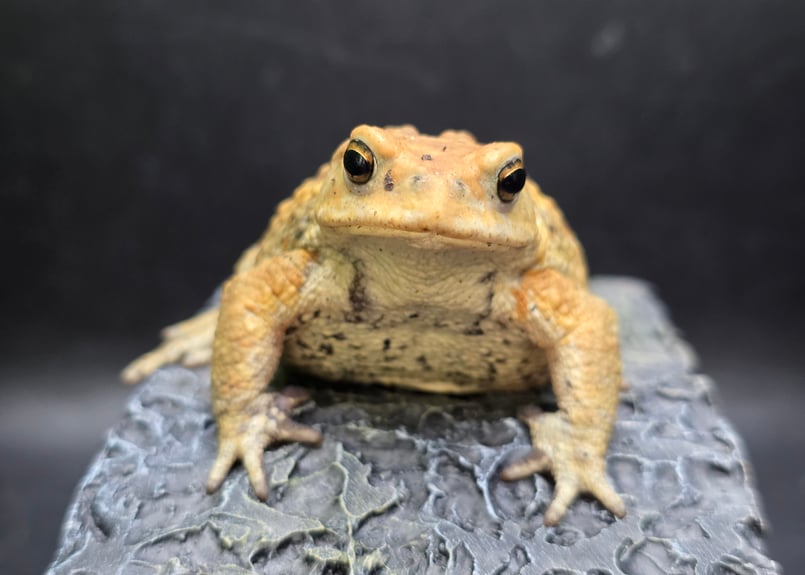 8 ミヤコヒキガエル 7cm 地味に見えるけど明るい性格のオス 大東島産