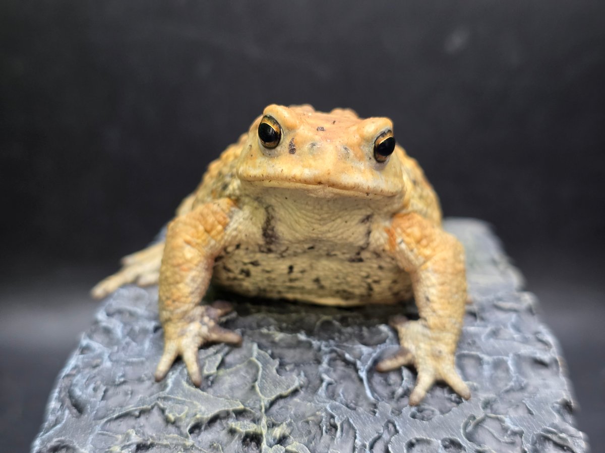 8 ミヤコヒキガエル 7cm 地味に見えるけど明るい性格のオス 大東島産