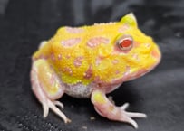 ★④クランウェルツノガエル　ミュータント(小)　4.5cm