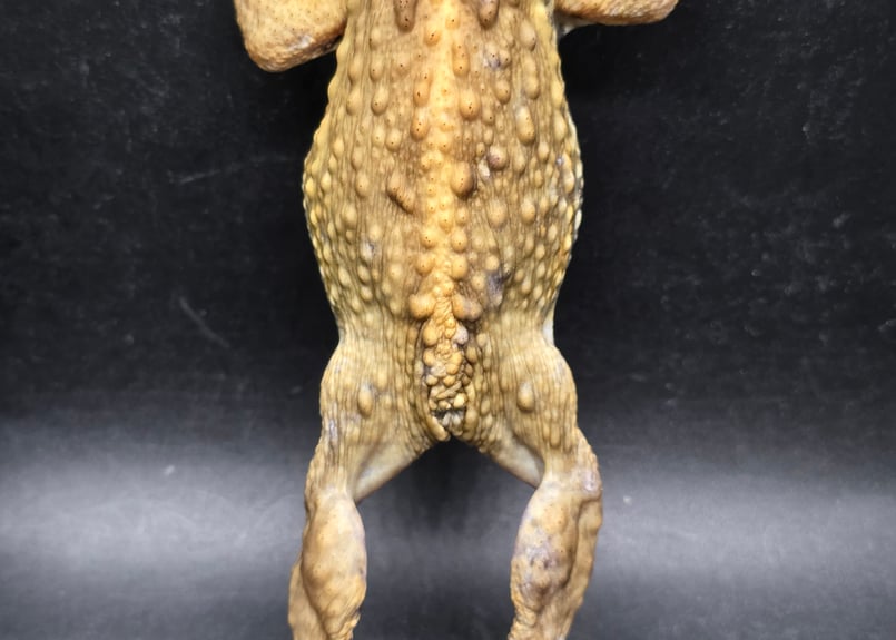 16 ミヤコヒキガエル 7cm オス 大東島産 | ワガママなガマママ