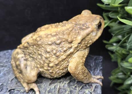 ワガママなガマママ