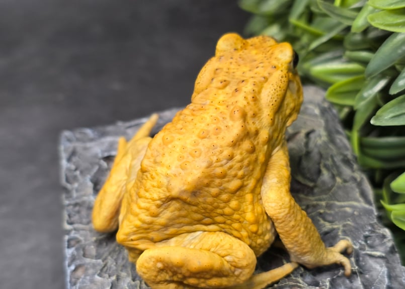 3 ミヤコヒキガエル 6.5cm オス 大東島産 | ワガママなガマママ