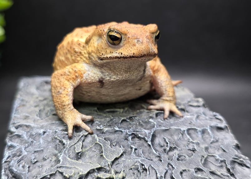 12 ミヤコヒキガエル 6.5cm オス 大東島産 | ワガママなガマママ