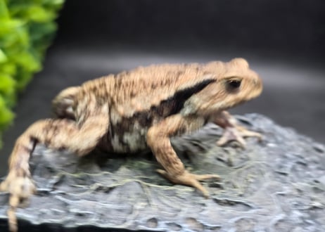 ●#3  アズマヒキガエル　5.5cm
