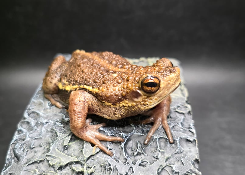 ヒメマスよかえれ! ☆ ヨリハナガマ(ミズヒキガエル) メス約7cm WC | ワガママなガマママ