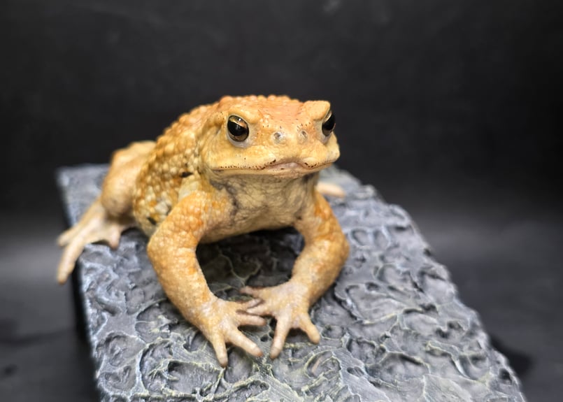 12 ミヤコヒキガエル 7cm 手足むちむちオス 大東島産 | ワガママなガマママ