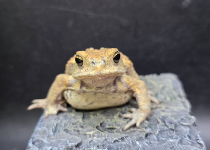 17 ミヤコヒキガエル 6cm 大東島産 | ワガママなガマママ