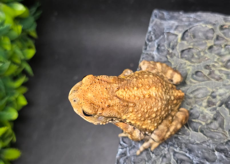 10 ミヤコヒキガエル 6cm 唇の形に特徴ある子 大東島産 | ワガママな