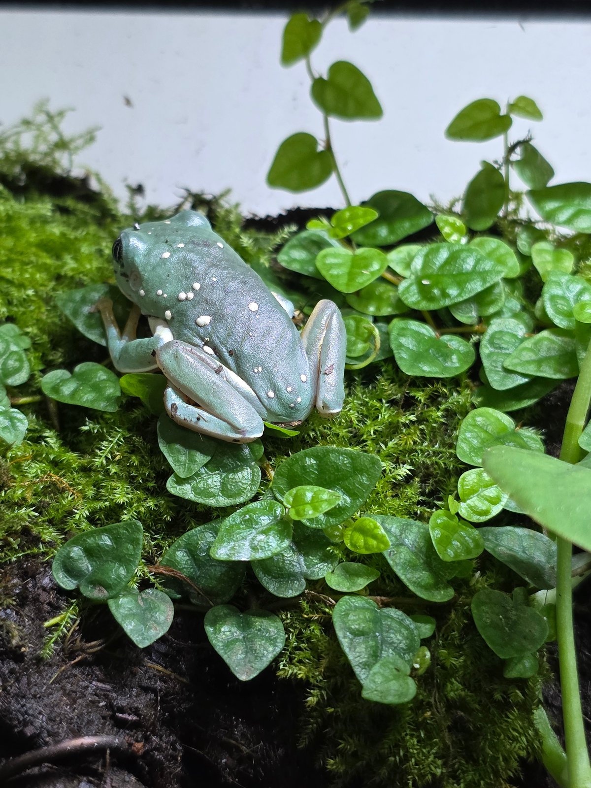 ☆メキシコフトアマガエル CB 約4cm 2匹！！ | ワガママなガマママ