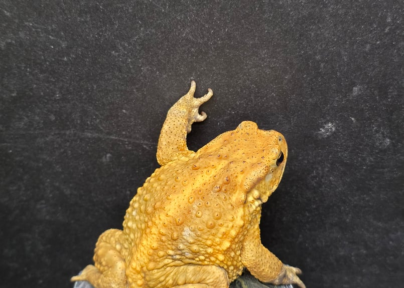 16 ミヤコヒキガエル 7.5cm ヨリハナガマに顔が似たオス 大東島産