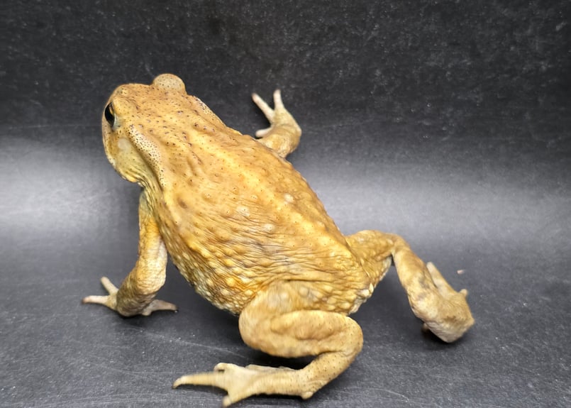 12 ミヤコヒキガエル 7cm 地味な一文字口のオス 大東島産 | ワガママな