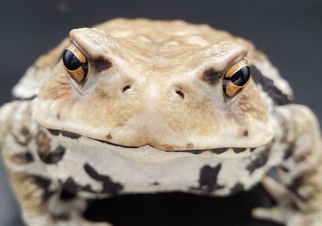 ワガママなガマママ