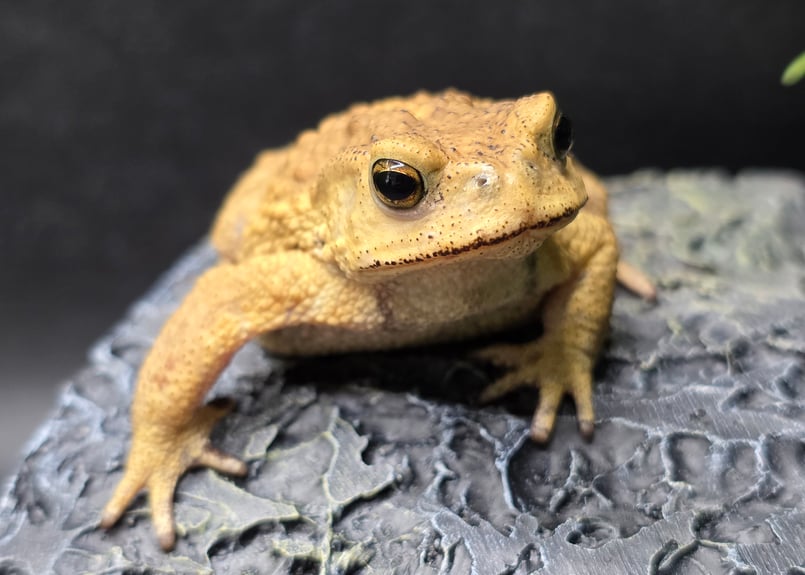 8 ミヤコヒキガエル 6cm 仕草が可愛すぎるオス 大東島産 | ワガママな