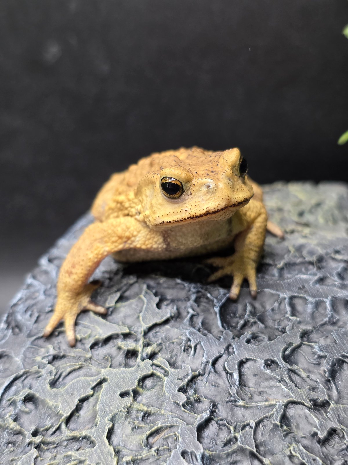 8 ミヤコヒキガエル 6cm 仕草が可愛すぎるオス 大東島産 | ワガママな