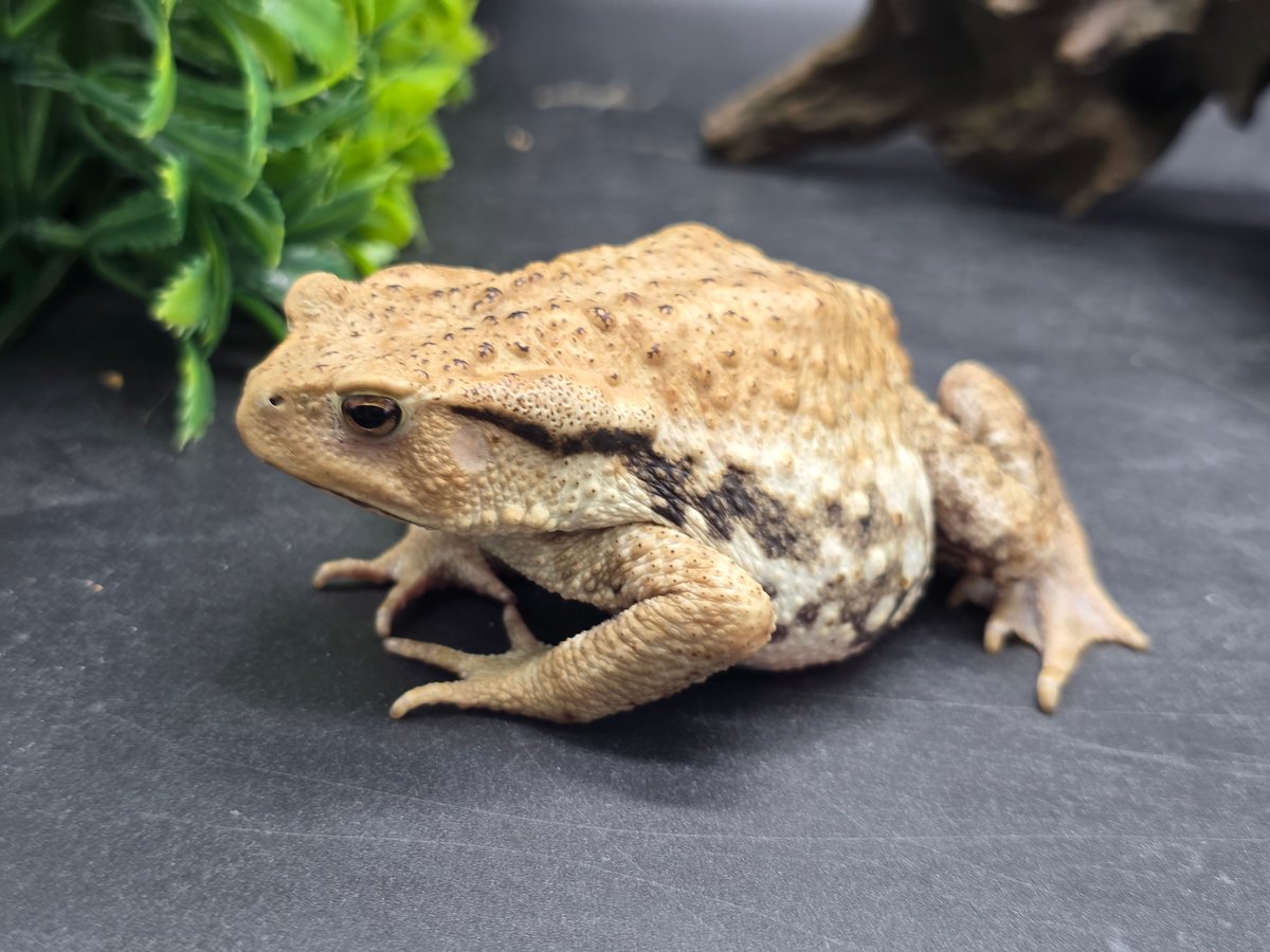 レア もうこやま キチガイヒキガエル ソフビ レア もうこやま キチガイヒキガエル ソフビ レア もうこやま