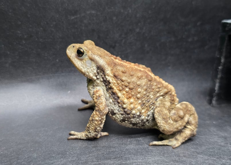 17 ミヤコヒキガエル 7cm メス 大東島産 | ワガママなガマママ