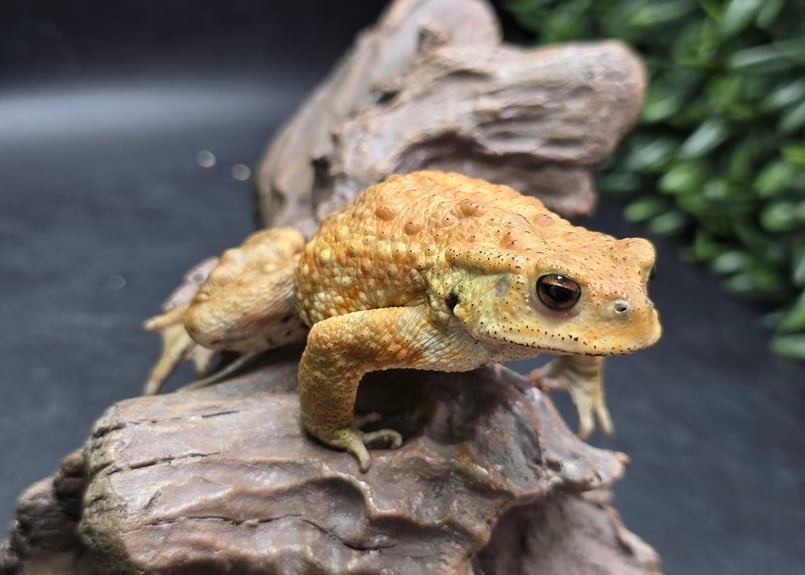 16 ミヤコヒキガエル 7cm オス 大東島産 | ワガママなガマママ