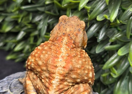 ワガママなガマママ