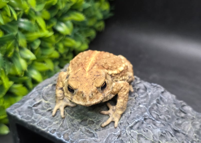 9 ミヤコヒキガエル 7cm メス 大東島産 | ワガママなガマママ