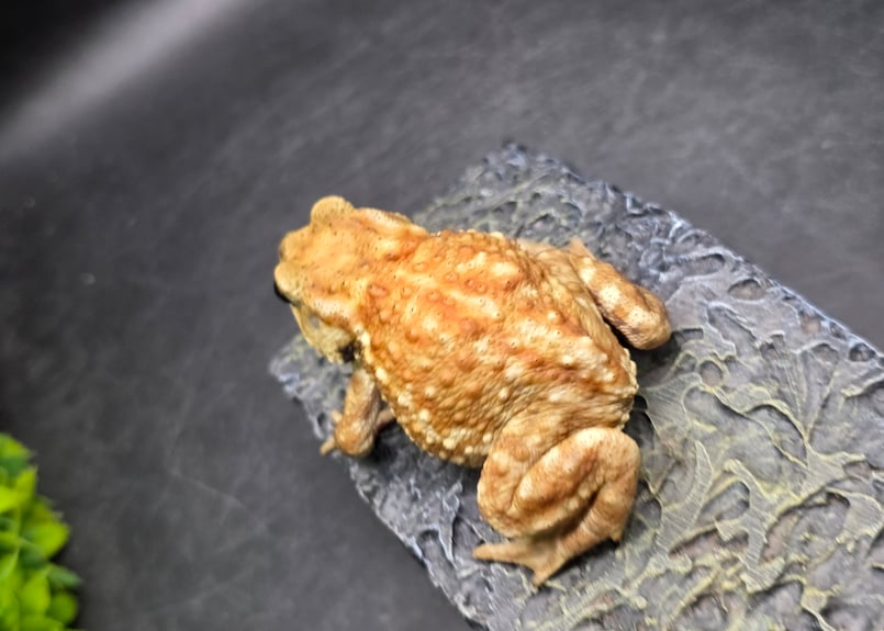 17 ミヤコヒキガエル 7cm メス 大東島産 | ワガママなガマママ