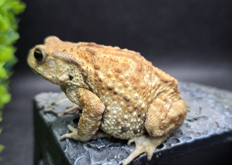 17 ミヤコヒキガエル 7cm メス 大東島産 | ワガママなガマママ