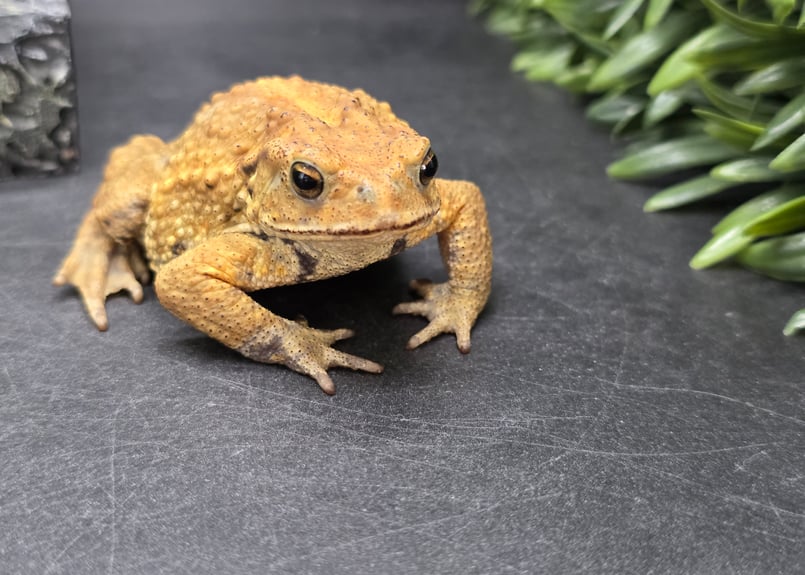 16 ミヤコヒキガエル 7.5cm ヨリハナガマに顔が似たオス 大東島産