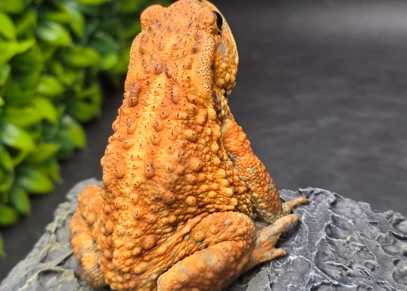 19 ミヤコヒキガエル 8cm メス 大東島産 | ワガママなガマママ