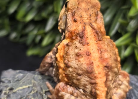 ワガママなガマママ