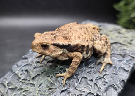 ●#3  アズマヒキガエル　5.5cm