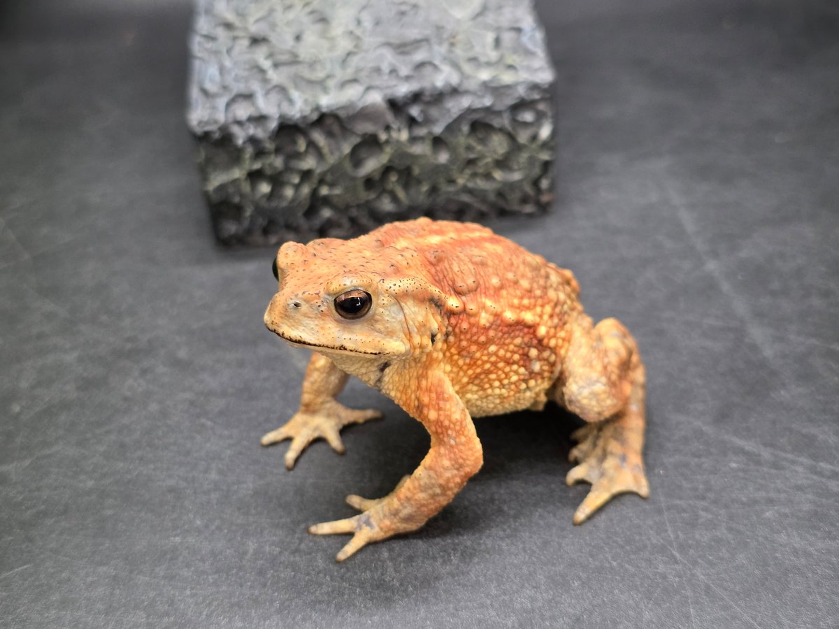 レア✴︎インカローズ　カエル　スイートホーム産 レア✴︎インカローズ カエル スイートホーム産 レア✴︎インカローズ