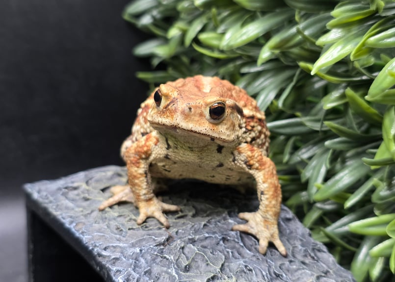 カエルの標本 ガラス製 約6cm ミヤコヒキガエル 3 ミヤコヒキガエル 8cm メス 大東島産 | ワガママなガマママ