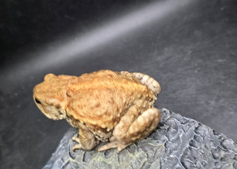 #4　ミヤコヒキガエル　8cm　メス　大東島産