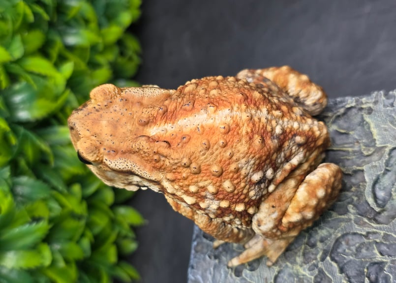 3 ミヤコヒキガエル 8cm メス 大東島産 | ワガママなガマママ