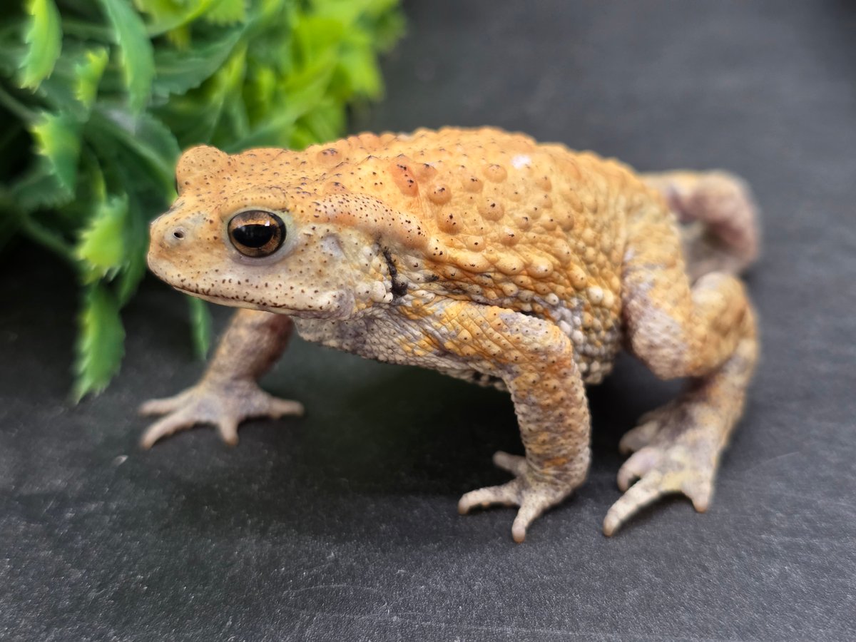 9 ミヤコヒキガエル 6.5cm 透明感ある色合いのオス？ 大東島産