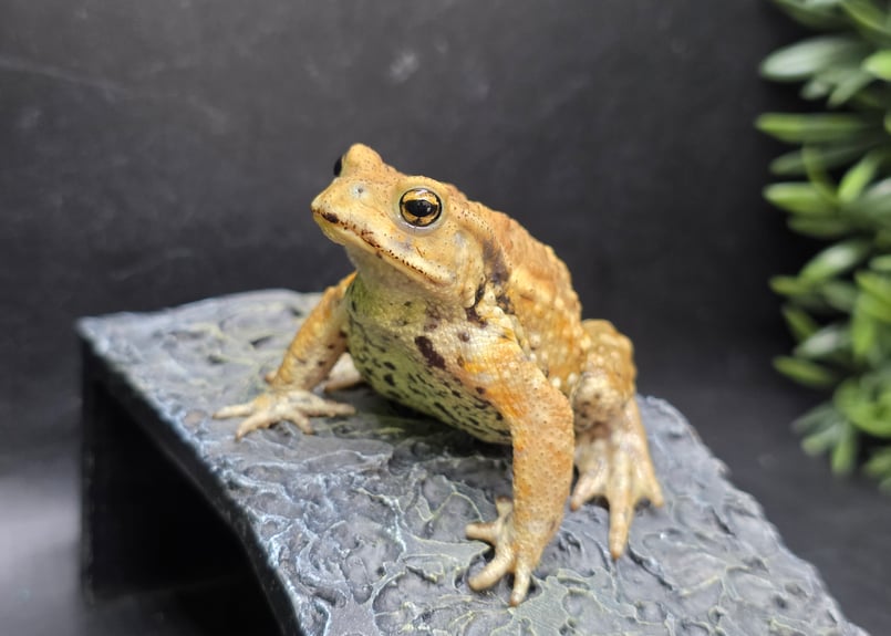 17 ミヤコヒキガエル 7cm 脱皮予定の黒ひげでへの字口に見えちゃうオス