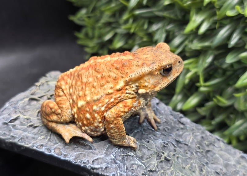 9 ミヤコヒキガエル 8cm メス 大東島産 | ワガママなガマママ