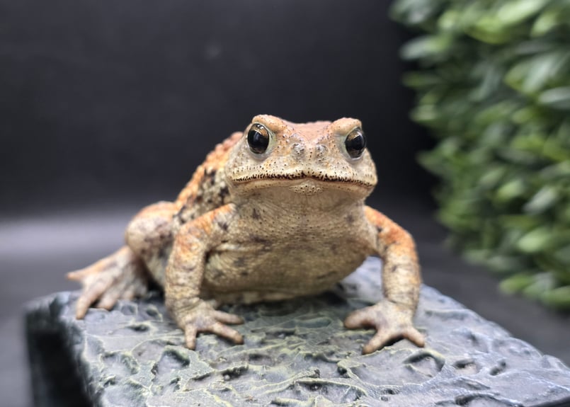 8 ミヤコヒキガエル 7cm メス 大東島産 | ワガママなガマママ