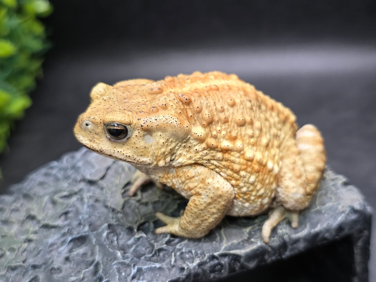 20 ミヤコヒキガエル 7.5cm オス 大東島産 | ワガママなガマママ