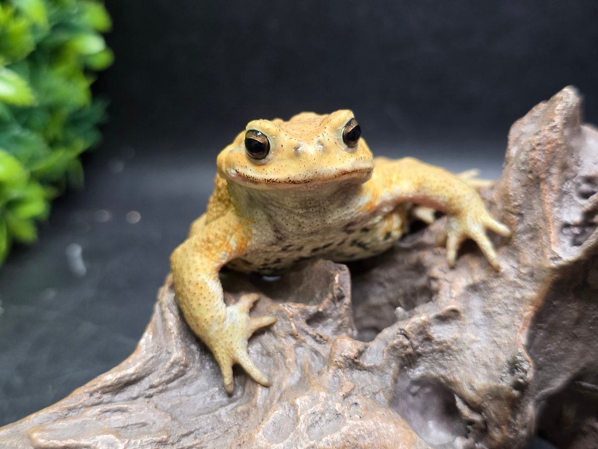 レア もうこやま キチガイヒキガエル ソフビ 11 ミヤコヒキガエル 7.5cm 赤目に見えるオス 大東島産