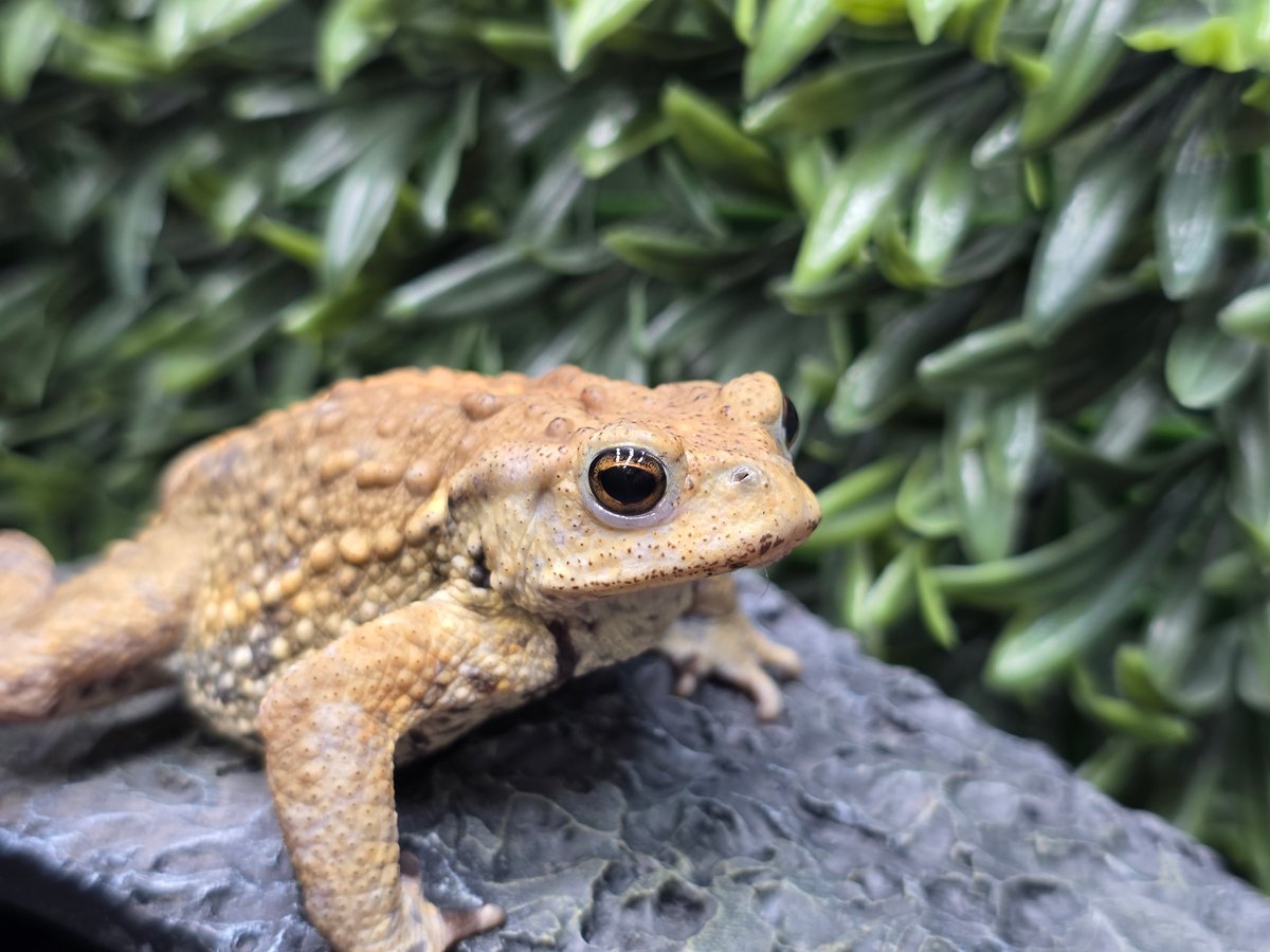16 ミヤコヒキガエル 7cm オス 大東島産 | ワガママなガマママ 16 ミヤコヒキガエル 7cm オス 大東島産 | ワガママなガマママ