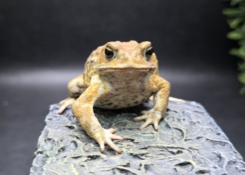 12 ミヤコヒキガエル 7cm 地味な一文字口のオス 大東島産 | ワガママな