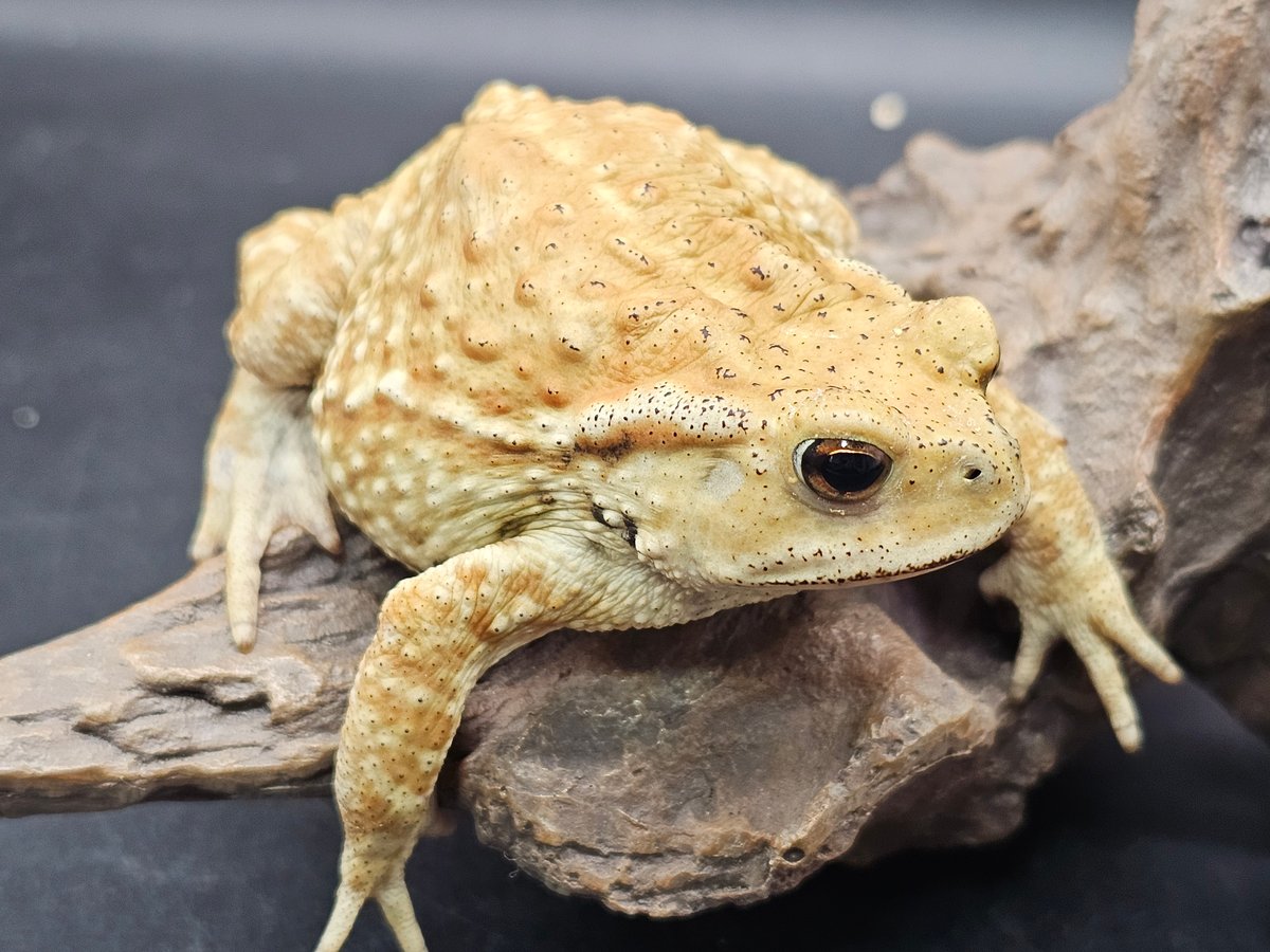 17 ミヤコヒキガエル 8cm メス 大東島産(左目まぶたに色抜けあります) | ワガママな...