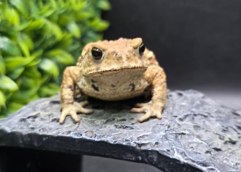 9 ミヤコヒキガエル 7cm メス 大東島産 | ワガママなガマママ