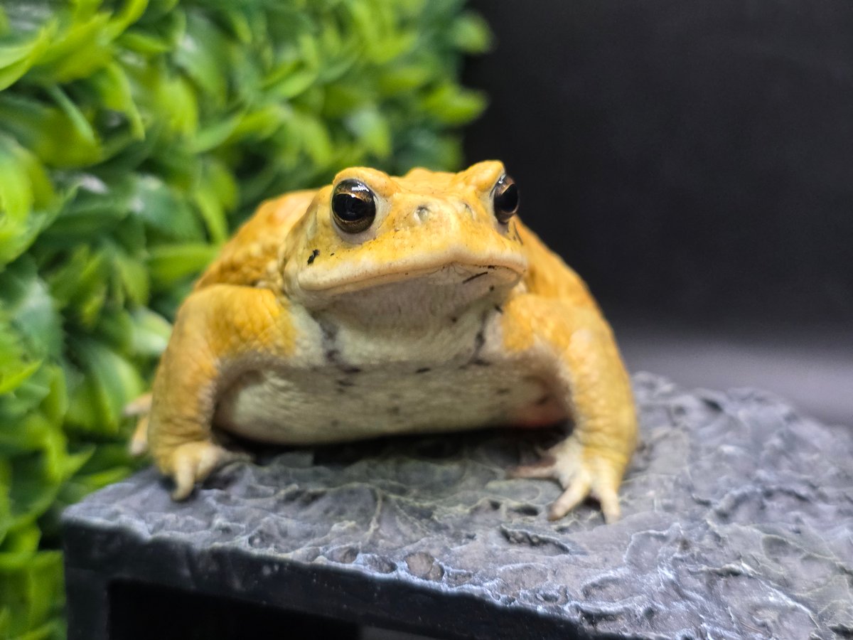 3 ミヤコヒキガエル 9cm オス 大東島産 | ワガママなガマママ