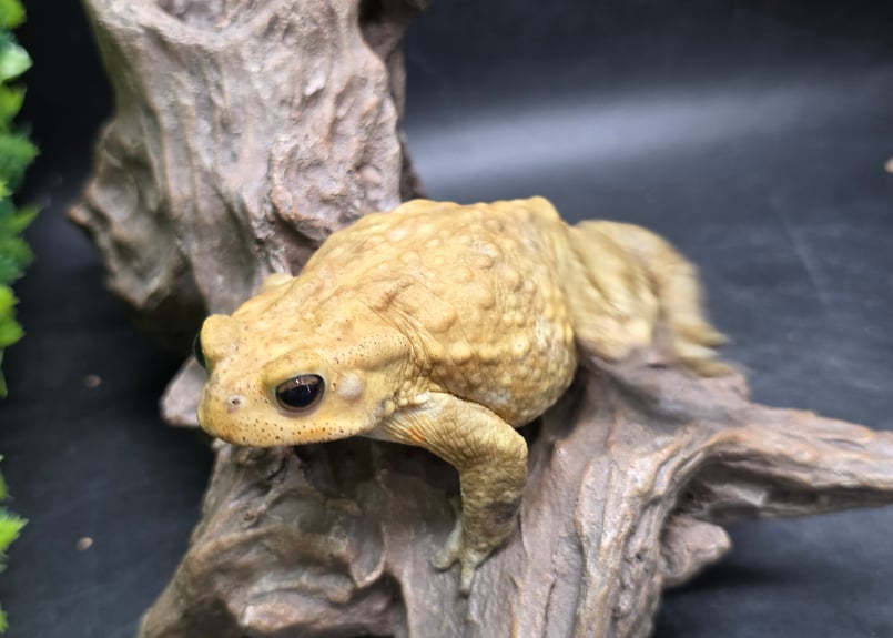 11 ミヤコヒキガエル 7.5cm 赤目に見えるオス 大東島産
