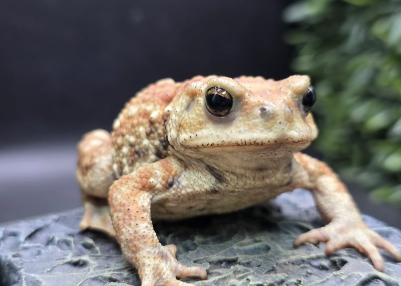 17 ミヤコヒキガエル 7cm メス 大東島産 | ワガママなガマママ